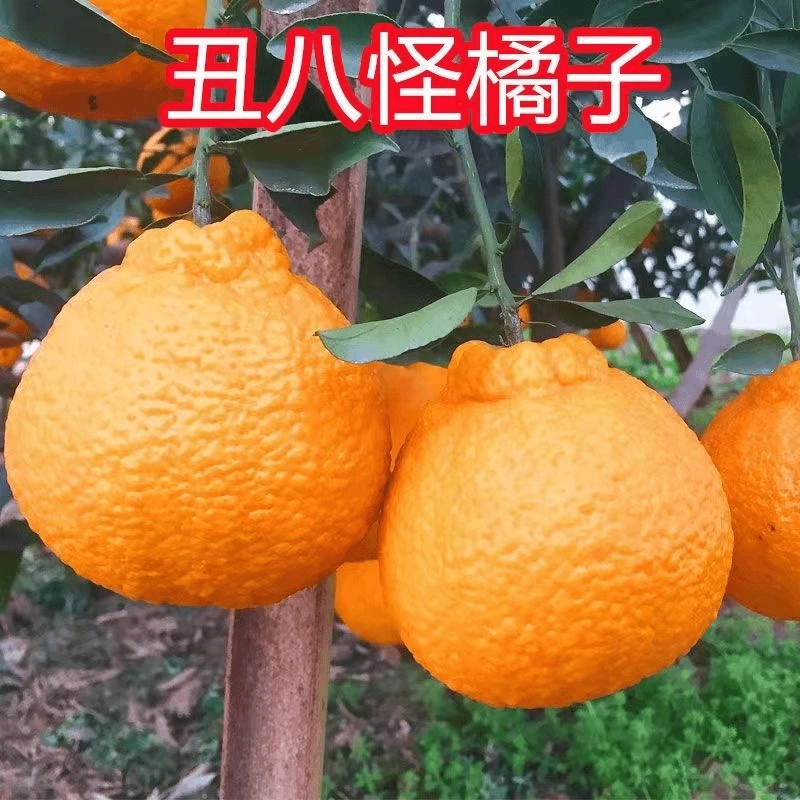 嫁接丑橘苗丑八怪橘子树苗不知火丑橘苗耙耙柑苗南北方种植桔子苗
