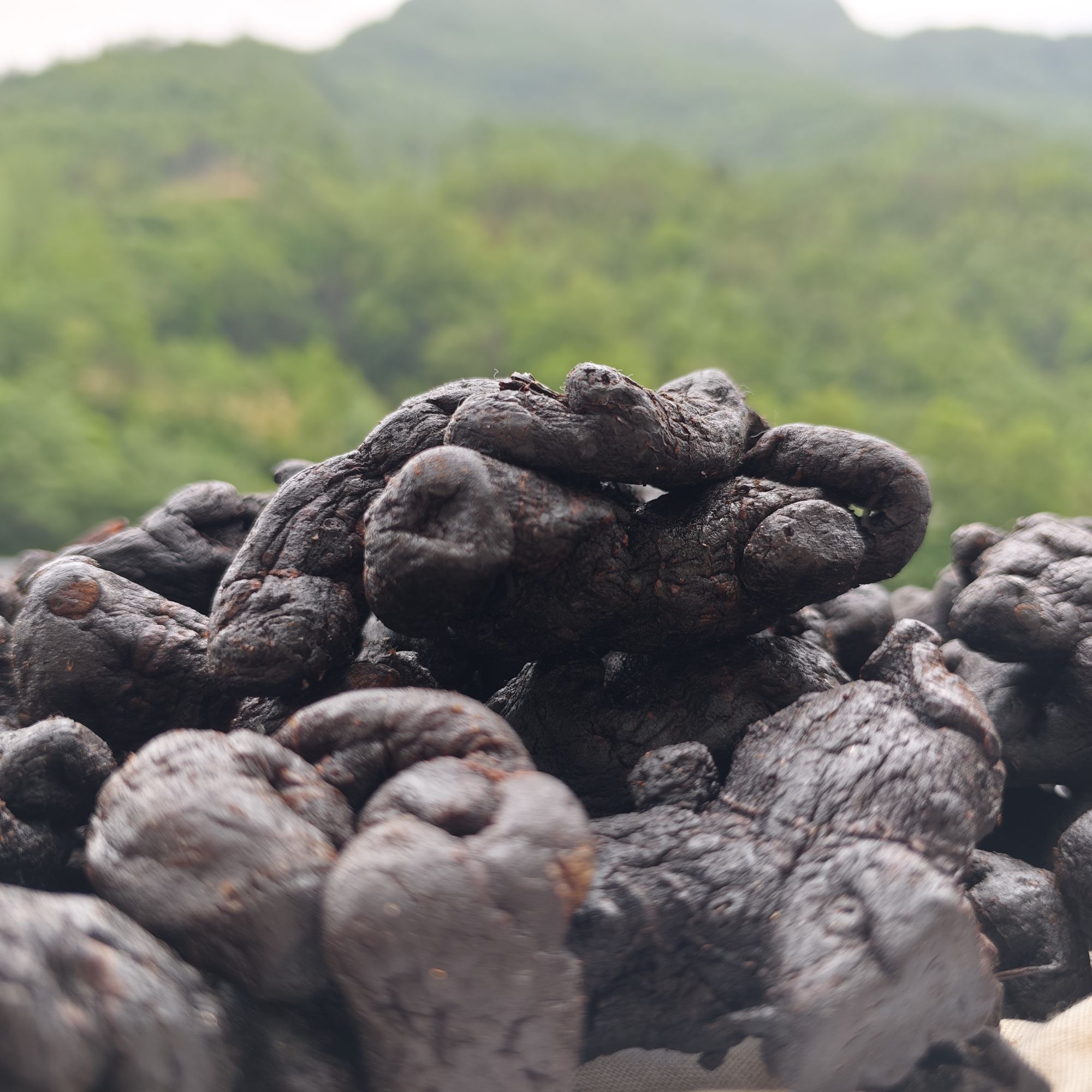 10年以上黄精果九蒸九晒古法炮制开袋即食泡水泡酒（升级独立包装）