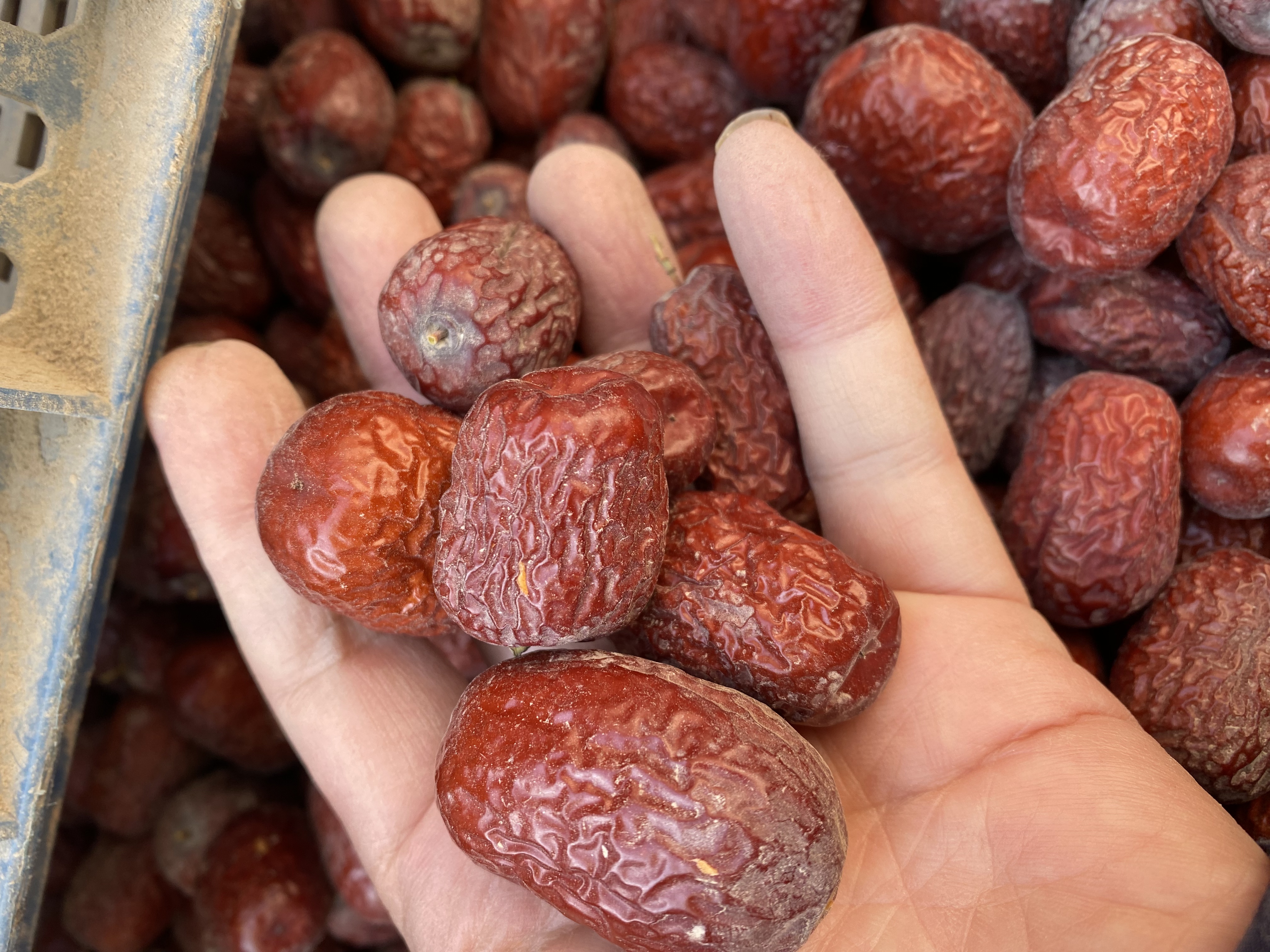 新疆小核厚肉吊干灰枣