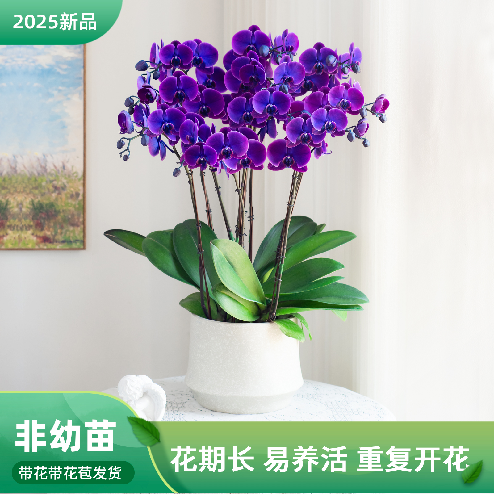 精品蝴蝶兰【马卡龙黑曜石】室内花卉盆栽带花客厅前台开业乔迁鲜花
