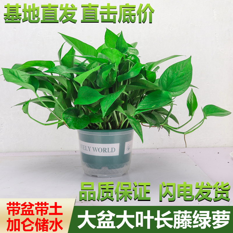 绿萝盆栽室内客厅新房吸除甲醛花卉绿植物水培花卉大盆栽绿箩批发