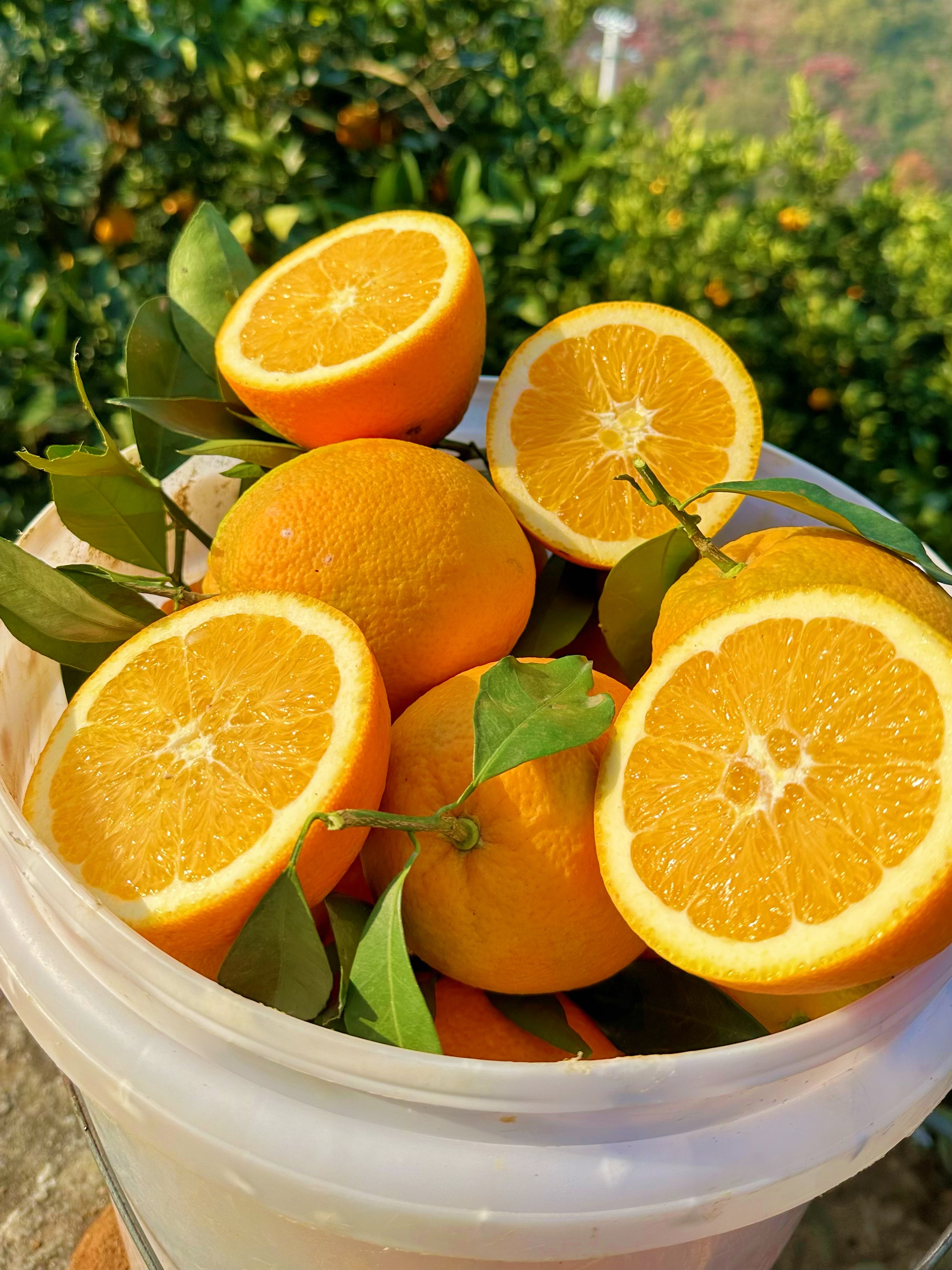 奉节脐橙 自家种植 不催熟 不打蜡 现摘先发