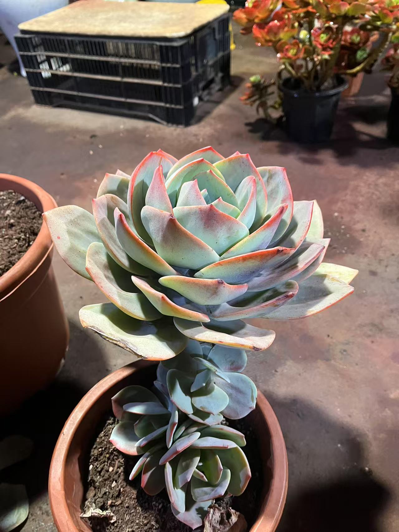 精品多肉    血凤