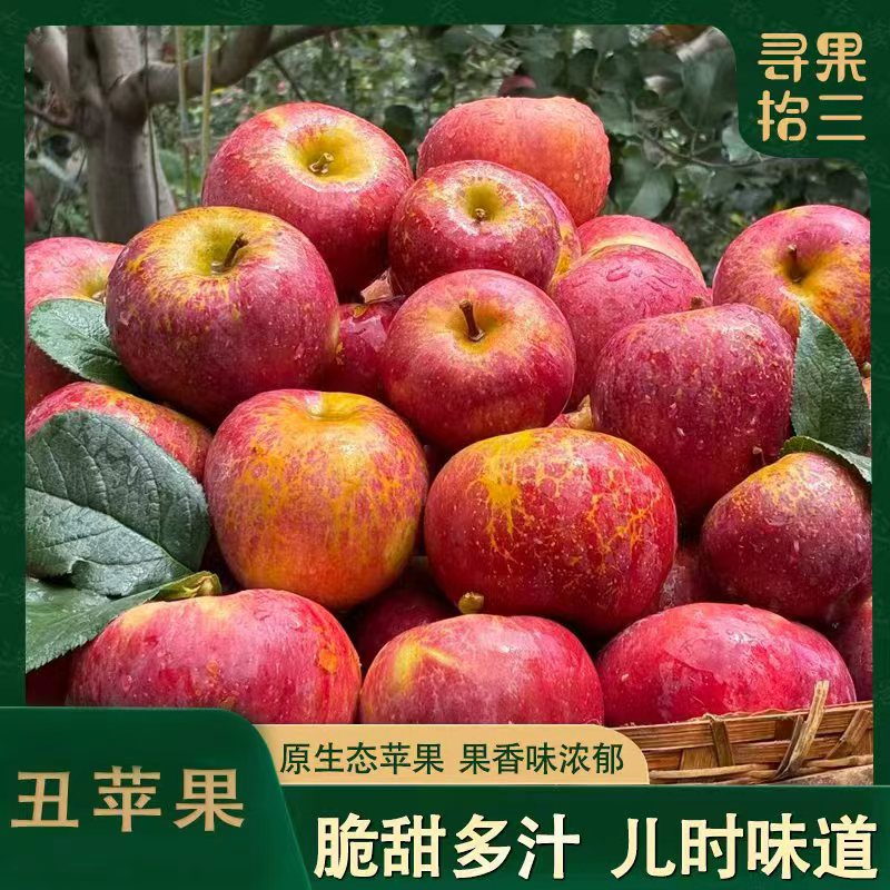 【池雨老水果拯救计划】2025年头茬冰糖丑苹果脆甜新鲜