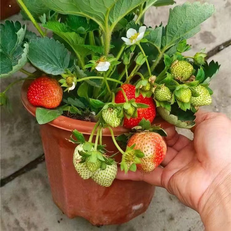 带果带花丹东9草莓盆栽带土加仑盆结果苗阳台庭院盆栽种植