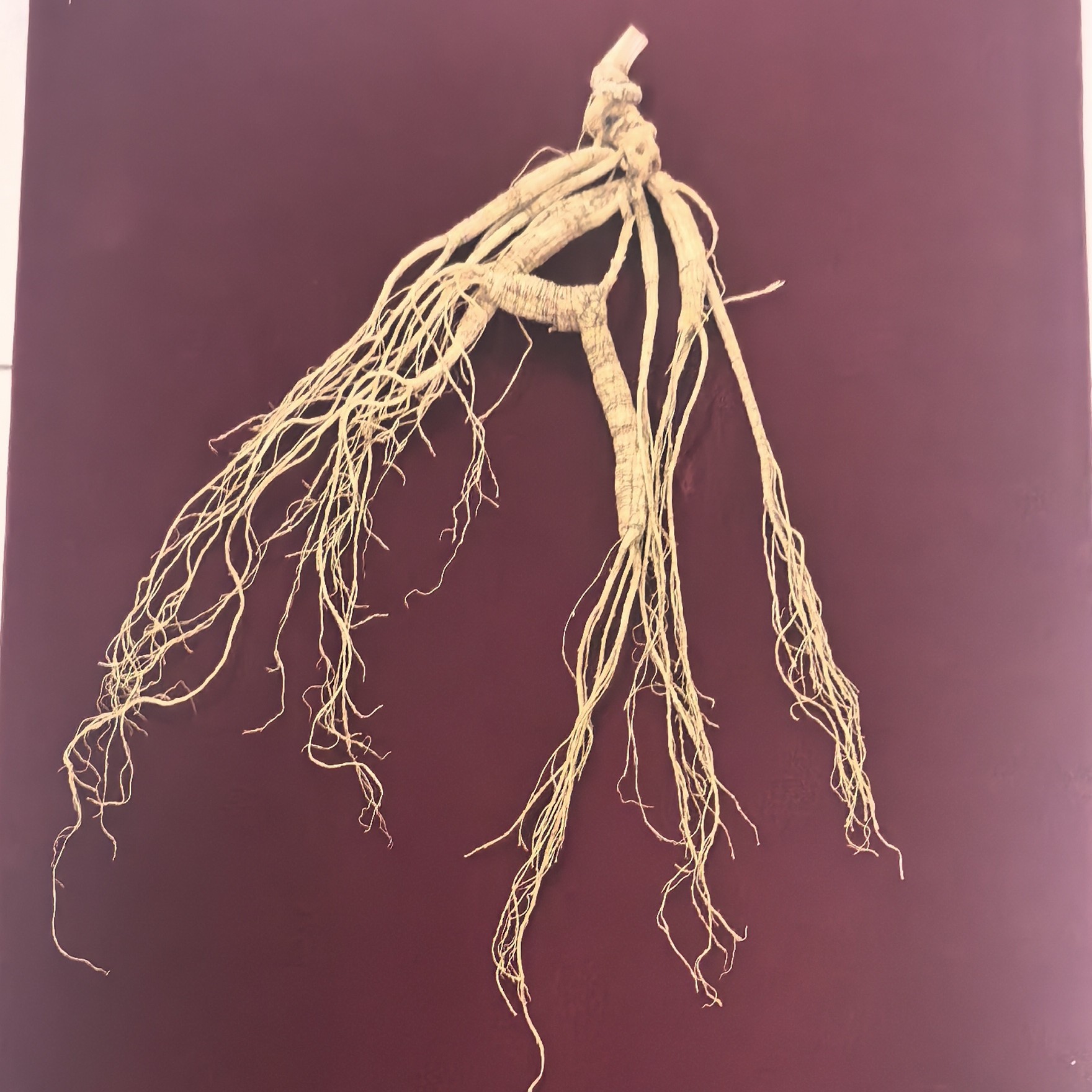 长白山林下干人参国检一等80板（国检一等）一物一拍