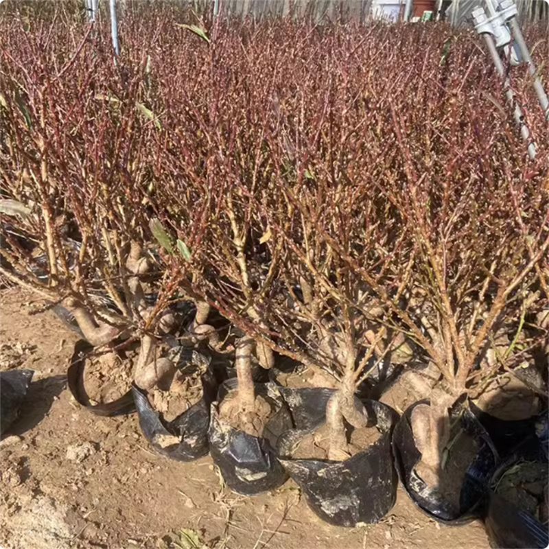 重瓣桃花苗寿星桃苗老桩室内阳台盆栽花卉地栽观赏植物耐寒好养