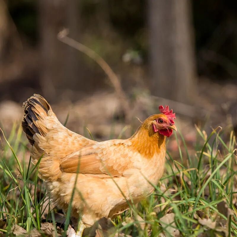 散养正宗新鲜现杀青年鸡黄油老母鸡吃五谷肉质鲜美（包邮）