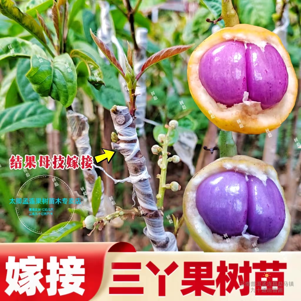 嫁接木奶果三丫果火把果营养杯苗好成活南北方种植当年开花结果苗