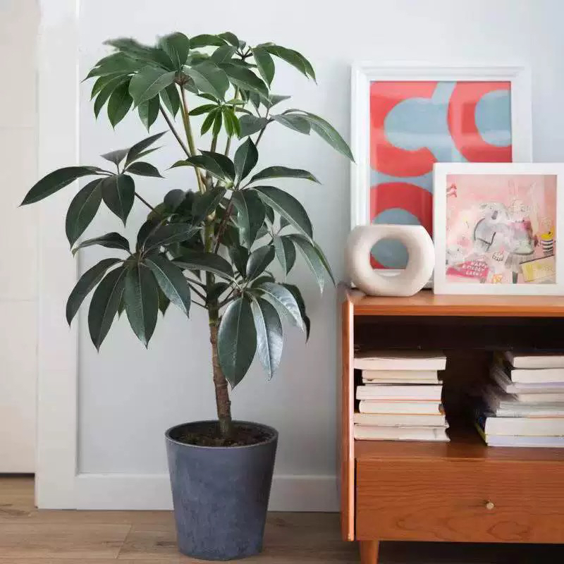 日本大叶伞保罗网红室内绿植盆栽观叶植物水培净化空气耐阴耐热