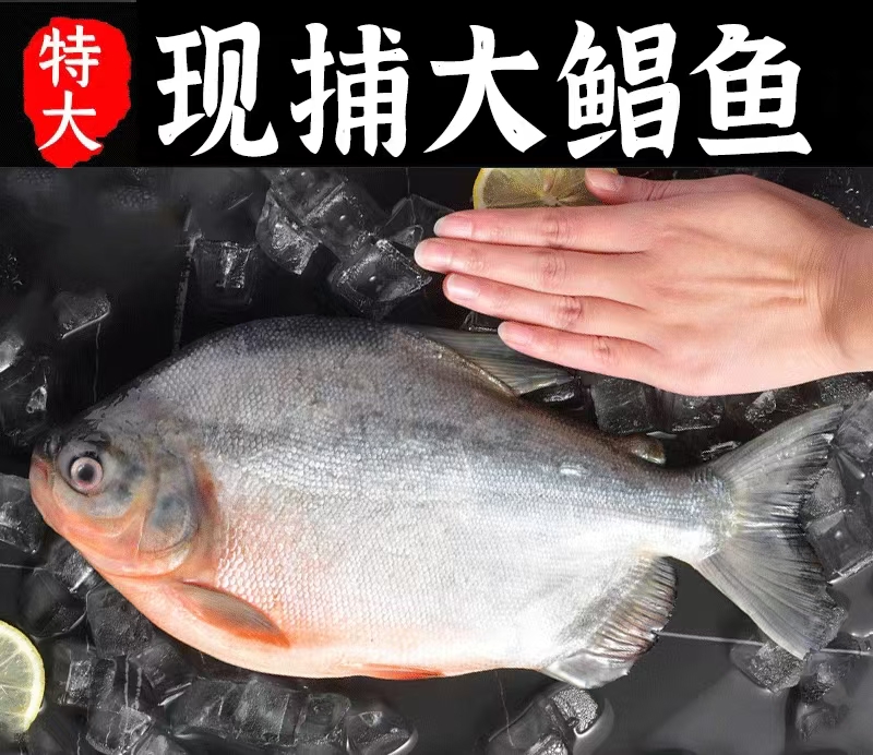 A连云港6条大号红鲳鱼共6.5斤左右（450-550g/条）肉厚刺少肉质鲜美