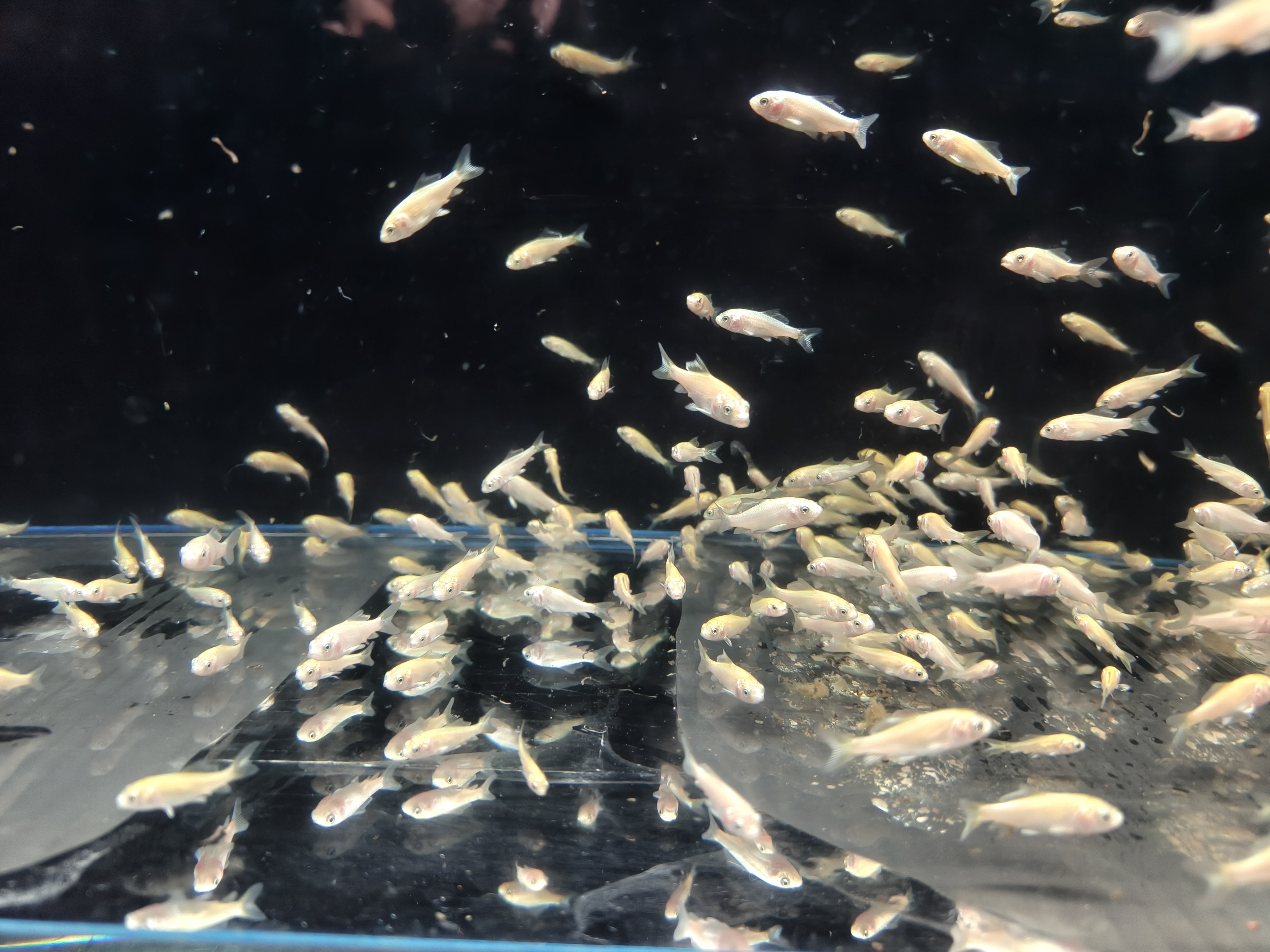 白色普身蝴蝶鲤寸片，批发