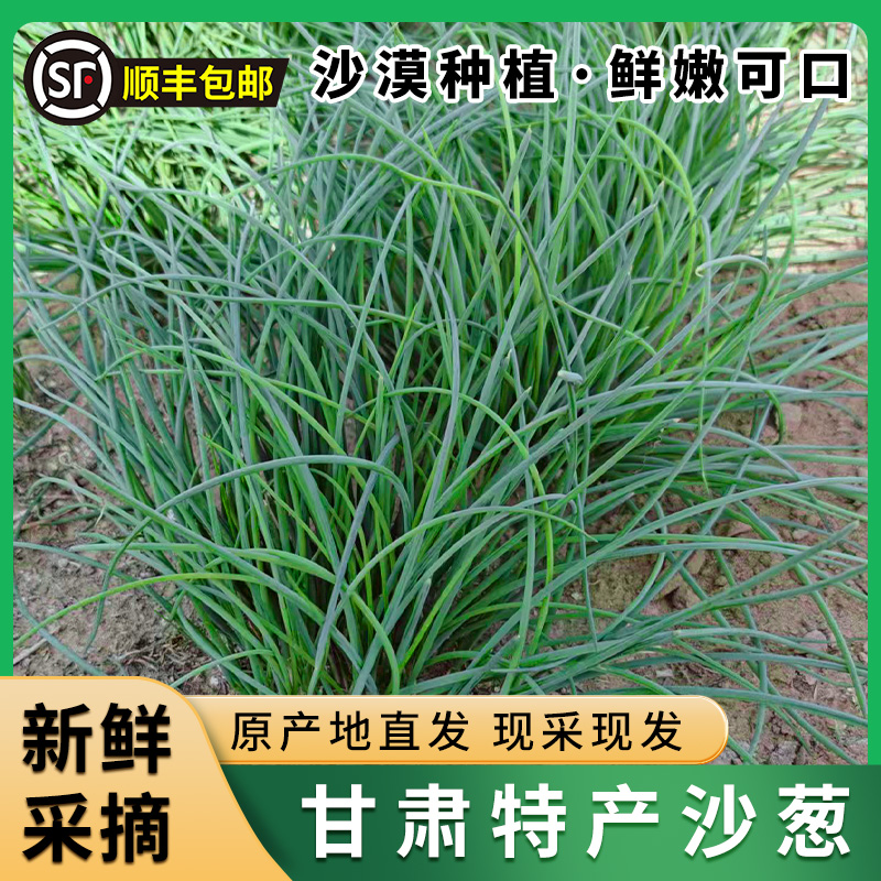 西北甘肃特产美食沙葱新鲜蔬菜口味独特制馅凉拌沙葱新鲜顺丰包邮