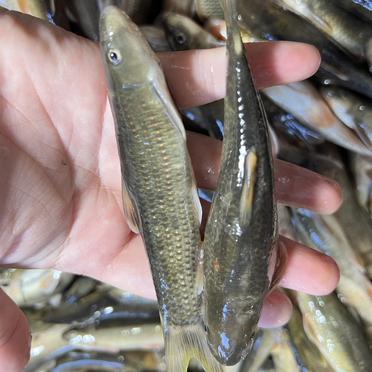 广西油鱼大油鱼2斤溪水油鱼野生油鱼冰鲜发货顺丰包邮放冰袋发