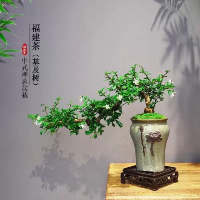 新中式悬崖飘枝福建茶盆栽室内客厅办公室桌面四季常青好养绿植