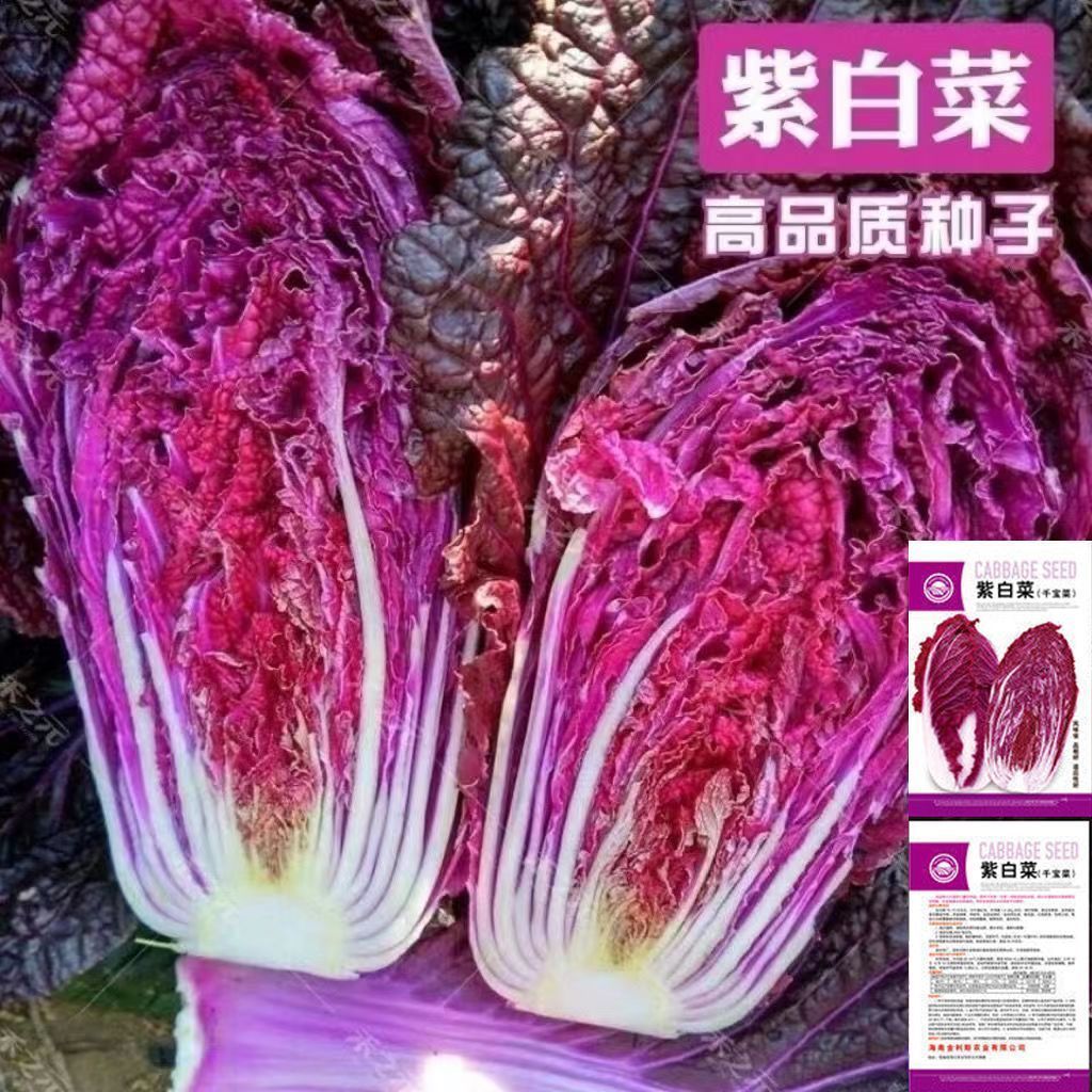 ☀紫罗兰白菜紫白菜种子里外紫色大白菜夏季可种植家庭小院阳台种