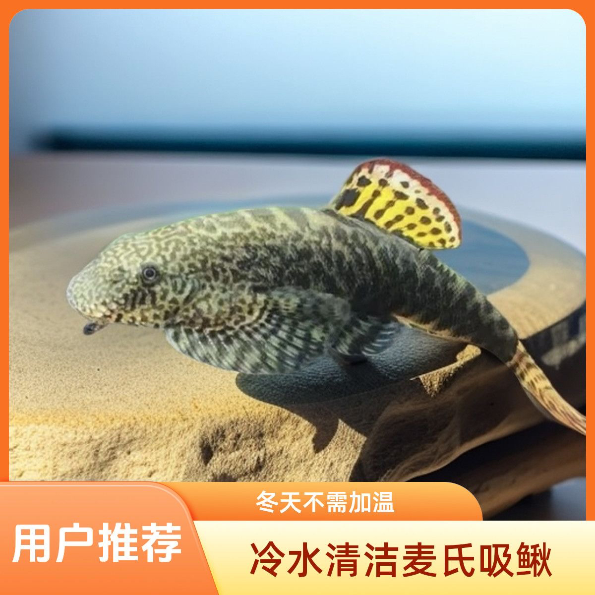 吸鳅观赏鱼冷水吸盘清道夫清洁琵琶鱼鱼缸除藻玻璃岩鳅工具