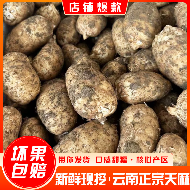 新鲜云南仿野生三年新鲜云南正宗云南昭通小草坝天麻正宗天麻