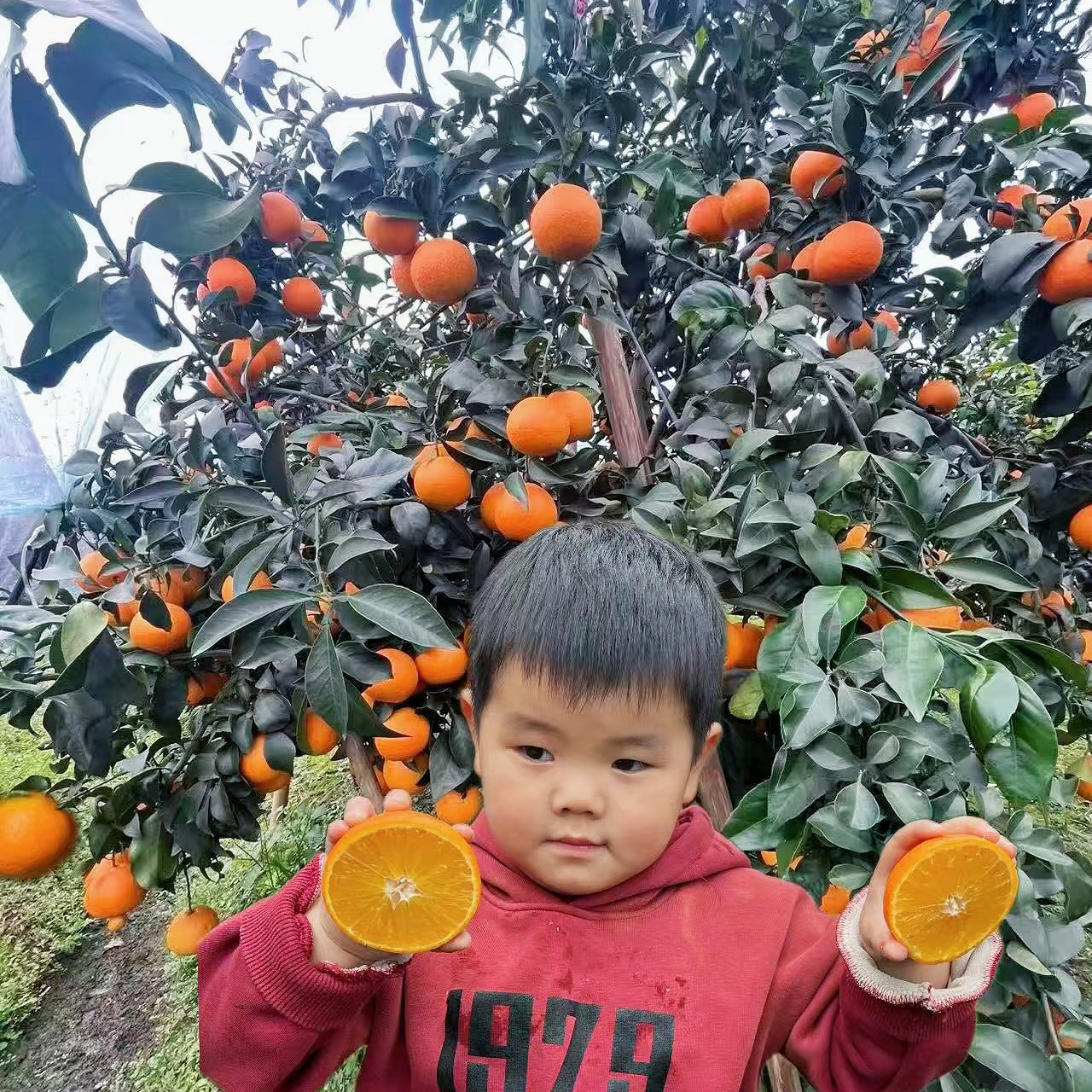 正宗爱媛38号果冻橙新鲜现摘应季水果产地直发（寒冷地区保温袋）