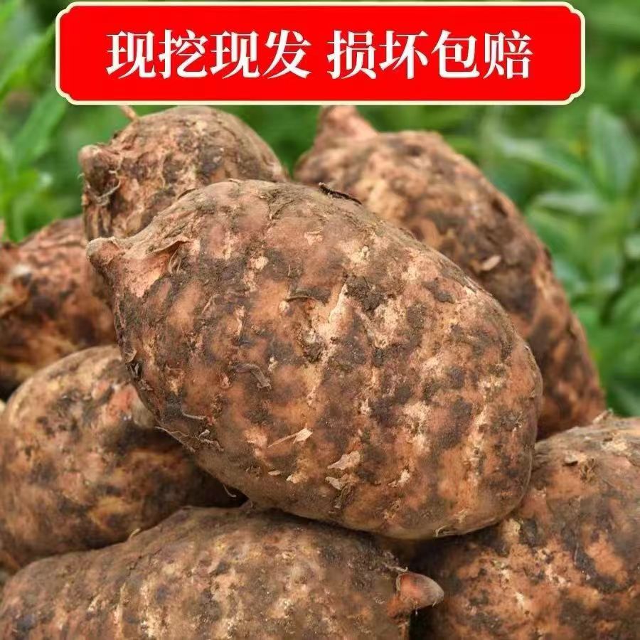 正宗云南昭通彝良小草坝新鲜湿乌天麻活天麻煲汤泡酒产地直销特产