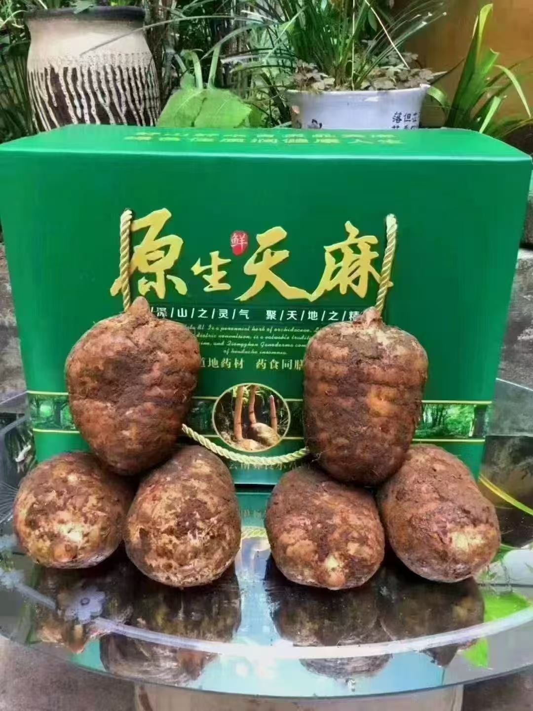 云南新鲜天麻野生种植顺丰直发包邮