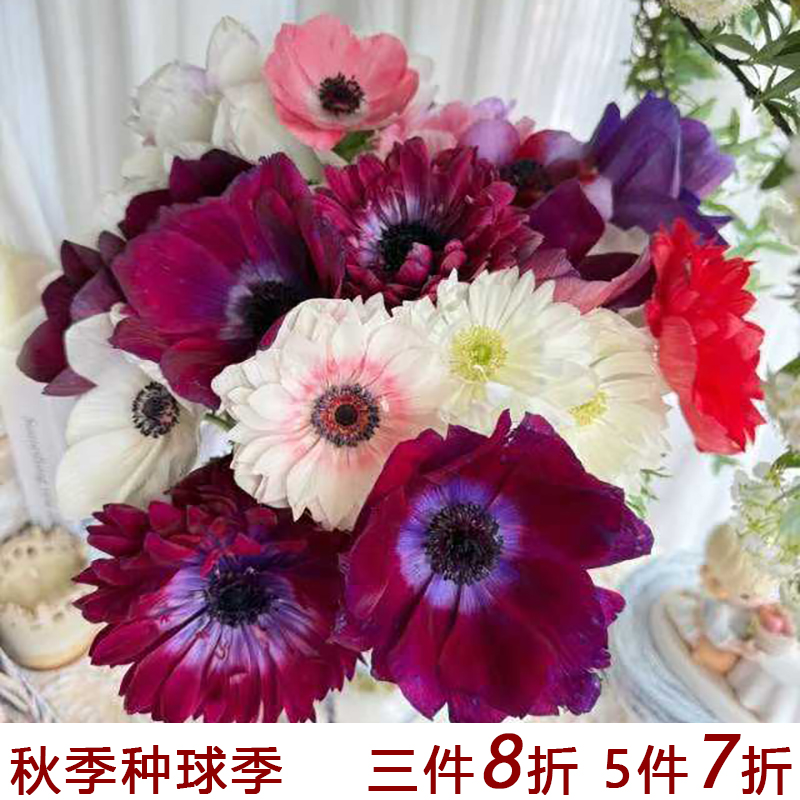 花自开银莲花种球多年生球根花卉阳台庭院耐寒新手好养球根花卉