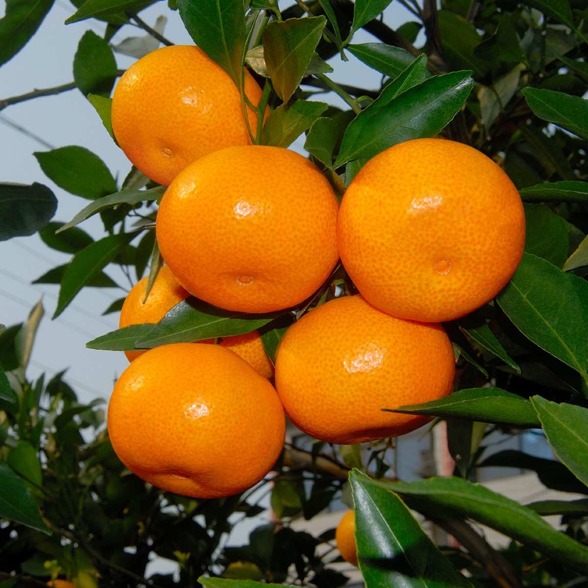 包邮洞口县雪峰蜜桔地理标志产品皮薄汁多果肉无核严选优品坏包退