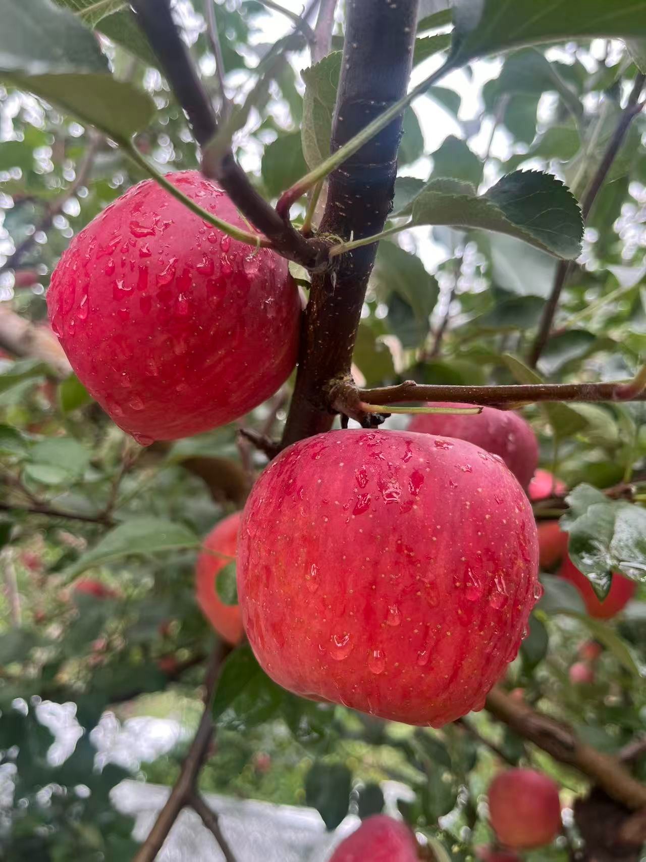 【云南昭通丑苹果】2001苹果脆甜多汁现摘现发