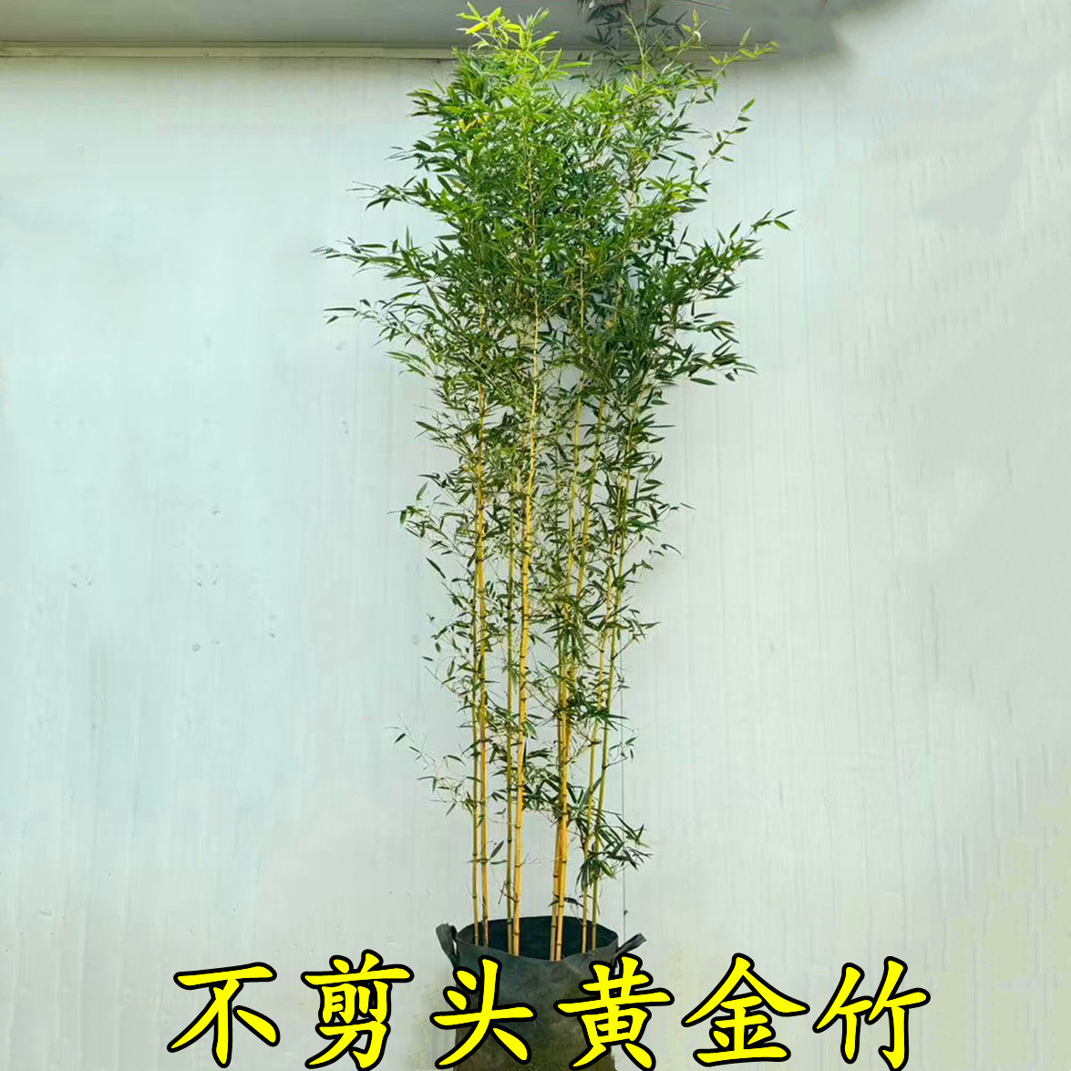 黄金竹四季竹苗耐寒抗冻不落叶