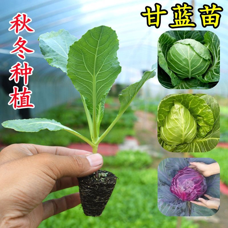 花菜苗蔬菜苗牛心包菜苗绿甘蓝秧苗菜苗西兰花苗莴笋苗蔬菜苗盆栽