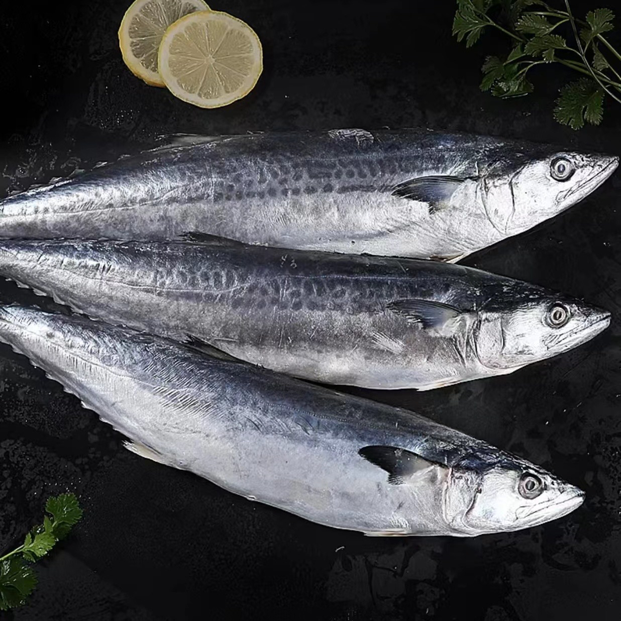 新鲜速冻大鲅鱼整条海鱼马鲛鱼3条（单条1.5-1.7左右）