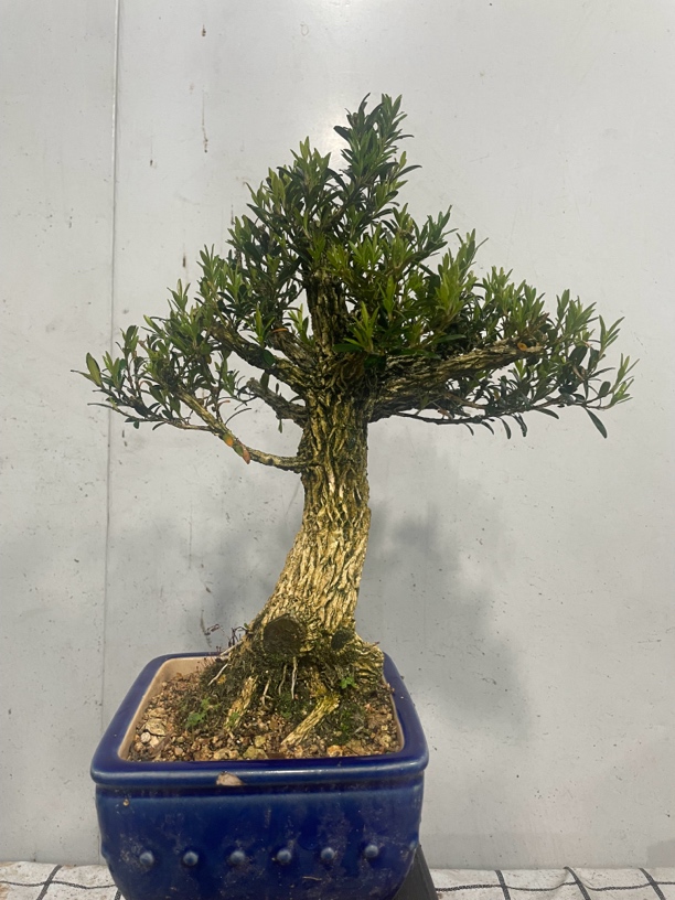 黄杨老桩造型小盆景盆栽绿植室内室外盆栽杜鹃紫薇四季常青不落叶