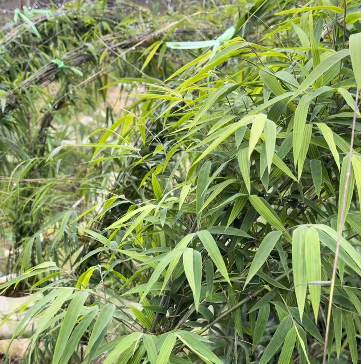 珍惜藤竹室内外通用可净化空气好养易活的竹子绿植盆栽基地直发