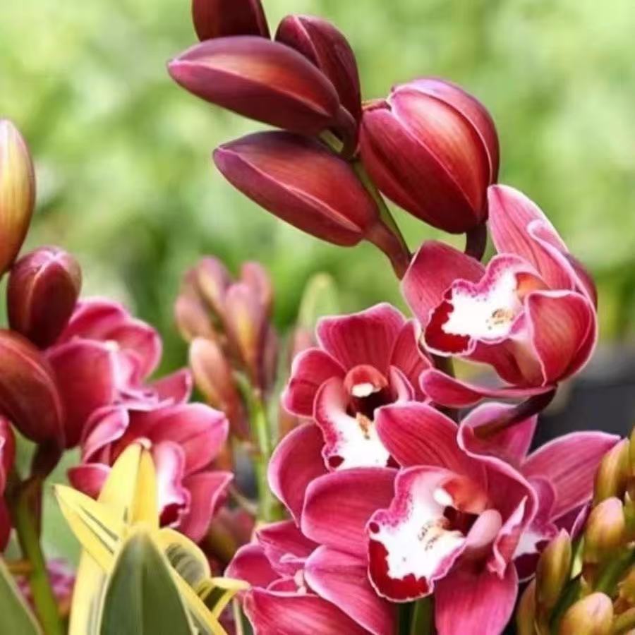 国兰名品【中国红带5-8支花剑】室内精品兰花香味浓花期长好养