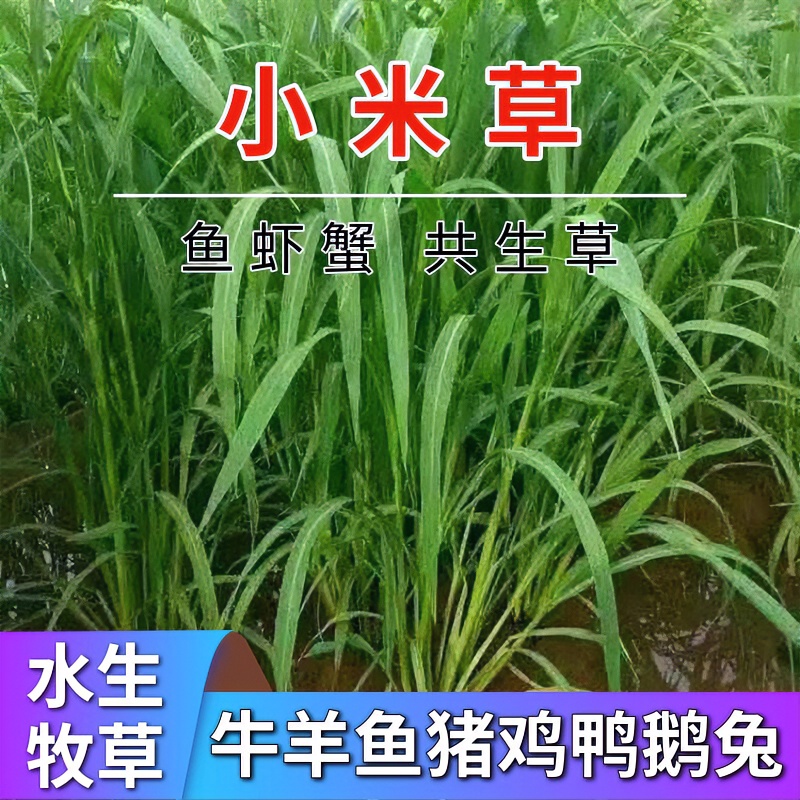 小米草种籽雀叶稗养殖水草虾蟹湖南稷子牧草种子水草草籽喂鱼草种
