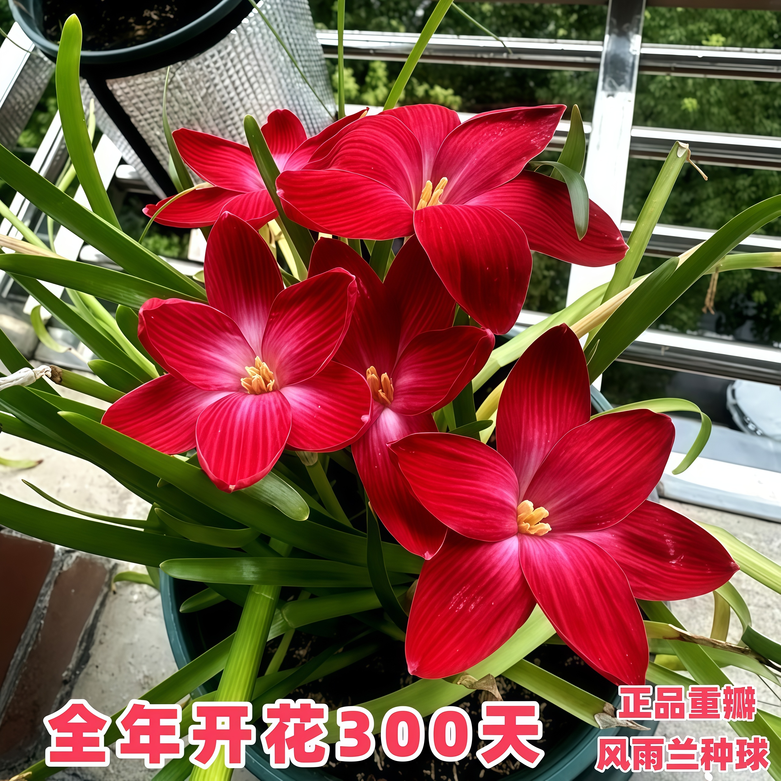 风雨兰【锦绣】种球四季开韭莲花苗花卉大全韭菜风雨兰种球阳台盆栽