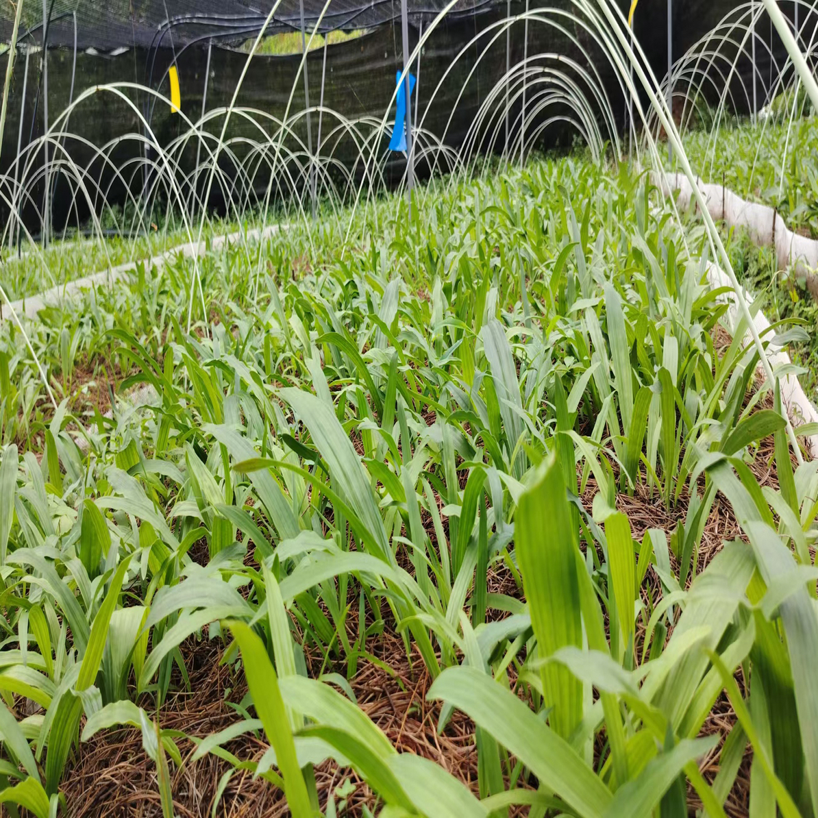 云南独蒜兰（冰球子），精品质量保障，基地直发