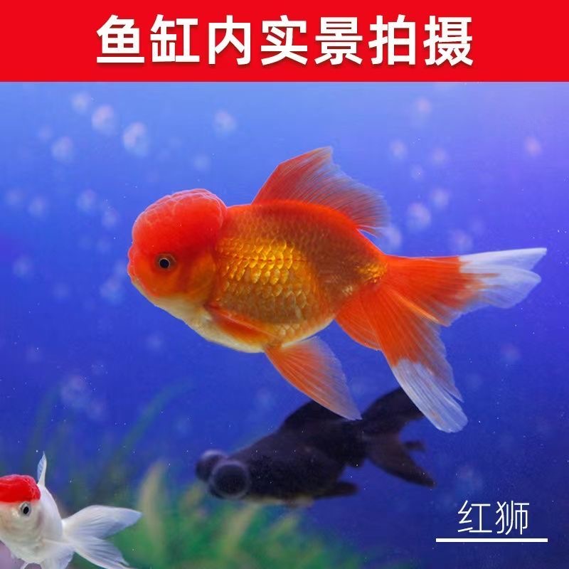 观赏金鱼好养易活龙睛国狮顶红尺寸7-10cm