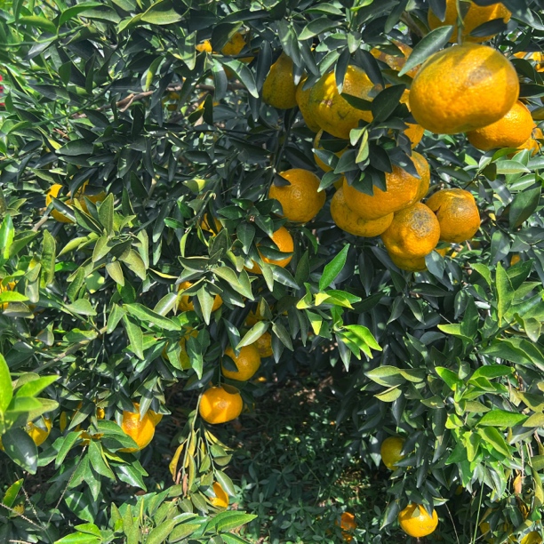 【摘果封箱一镜到底】【天马大红鲜果】新会茶枝柑大红鲜果顺丰包邮