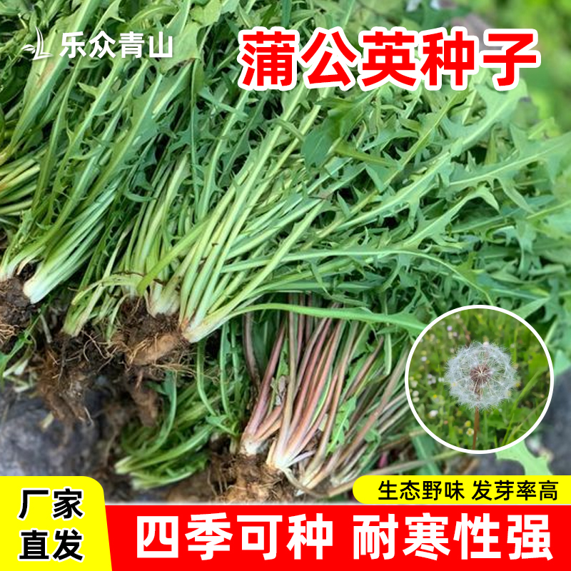 乐众青山蒲公英种子婆婆丁种子野菜种子多年生四季播种多年生蔬菜
