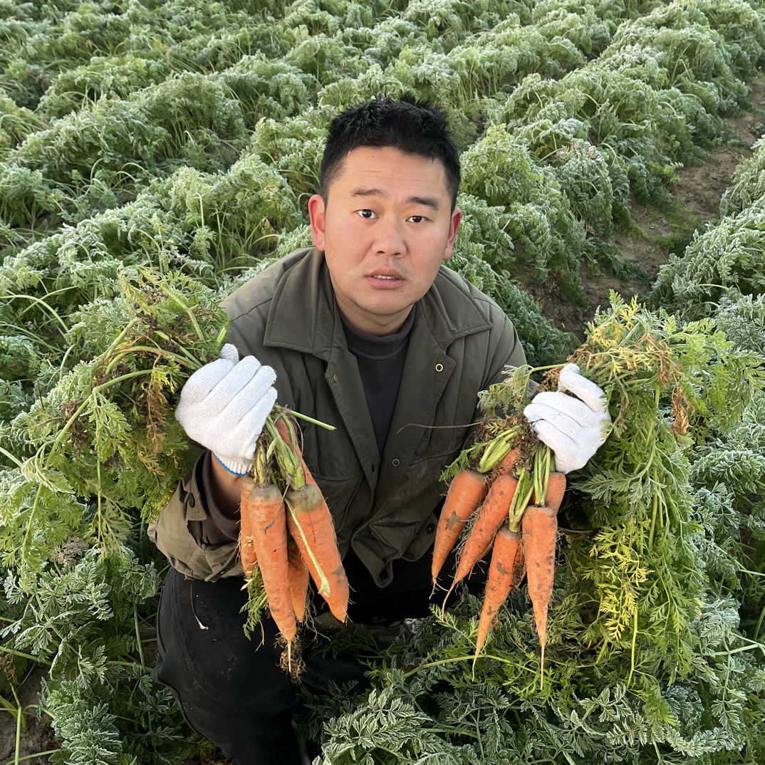 霜打胡萝卜现挖现发冰糖心胡萝卜生吃凉拌时令蔬菜