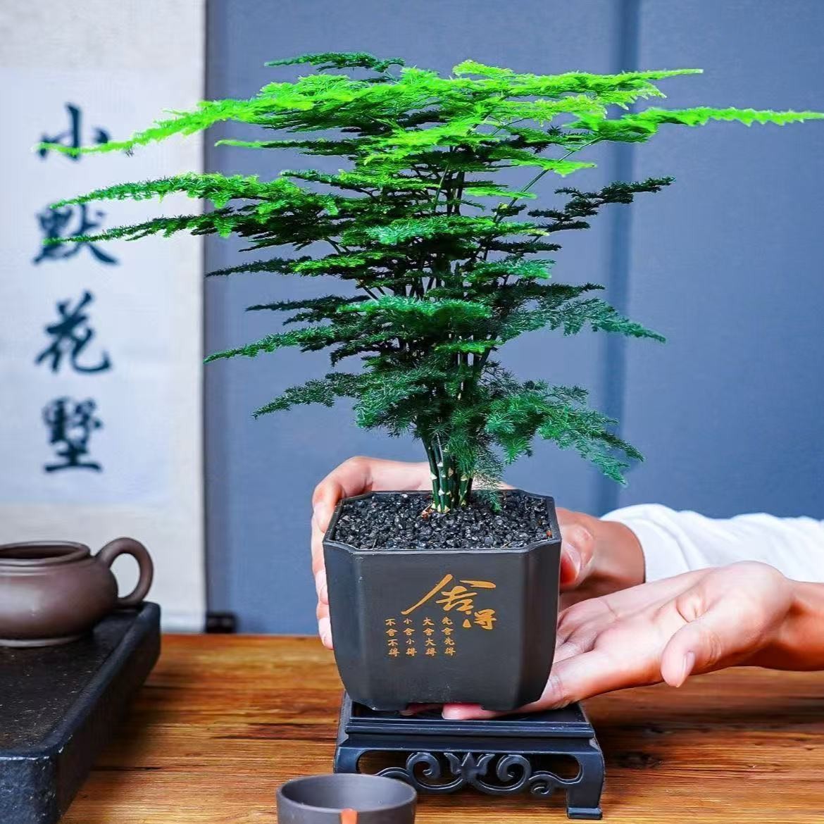 文竹盆栽室内桌面绿植四季常青好养护适合办公室客厅QX