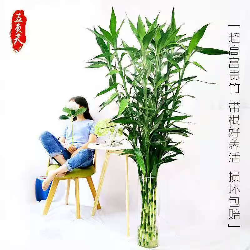 【海南基地1米大竹】大竹室内办公室净化空气绿植花卉四季水养好养