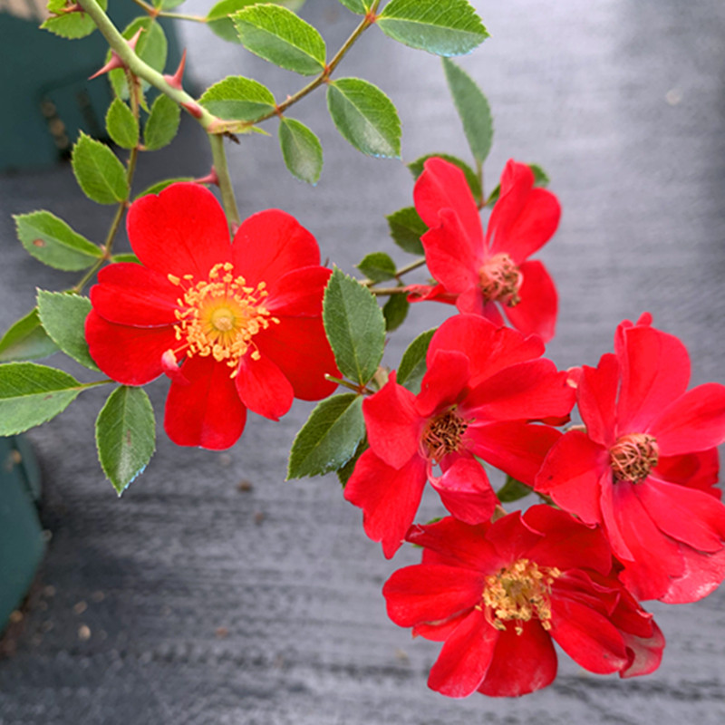 红一重月季花微型蔷薇盆景长势快抗病性好一六八园艺