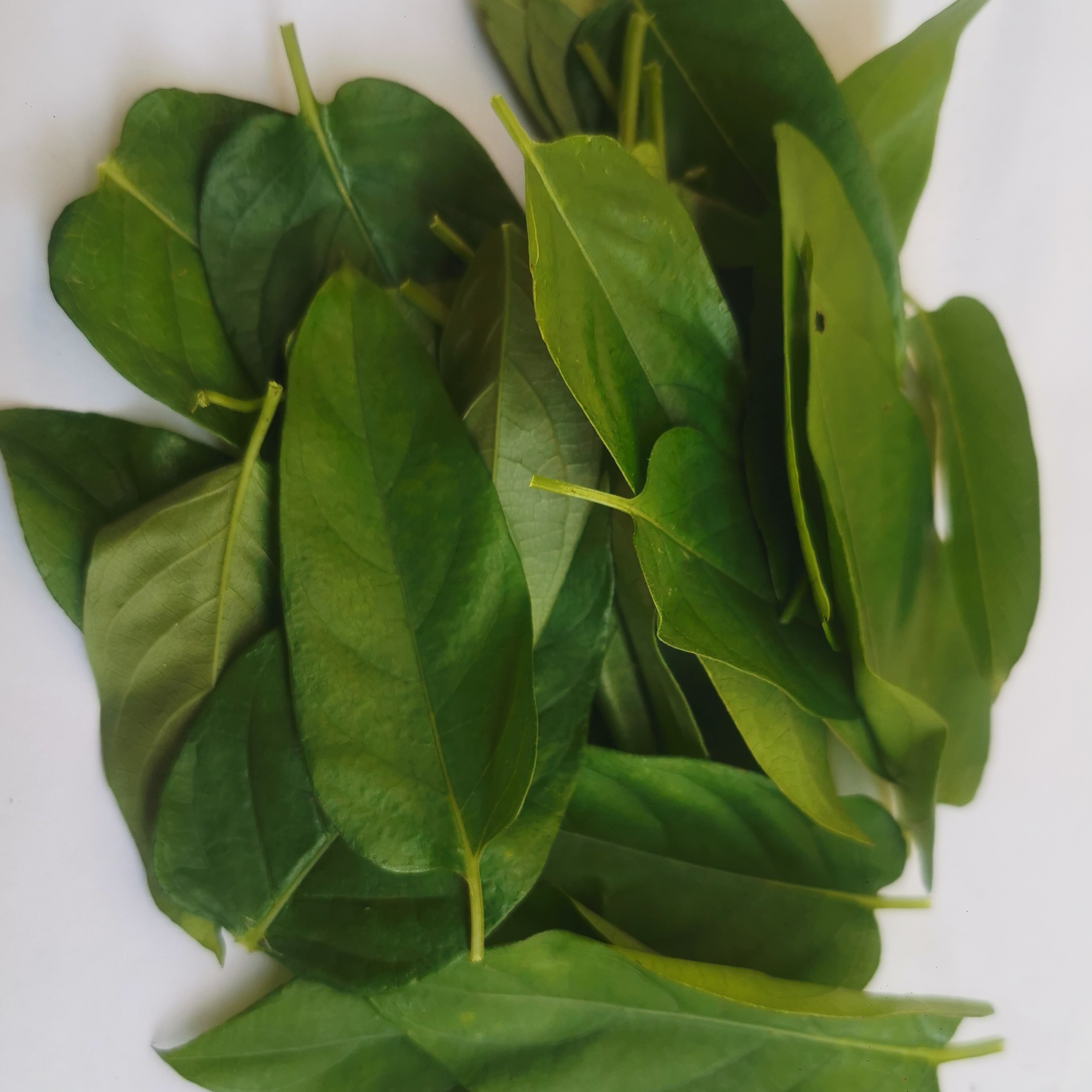 新鲜鸡屎藤 鸡矢藤叶 现摘现卖