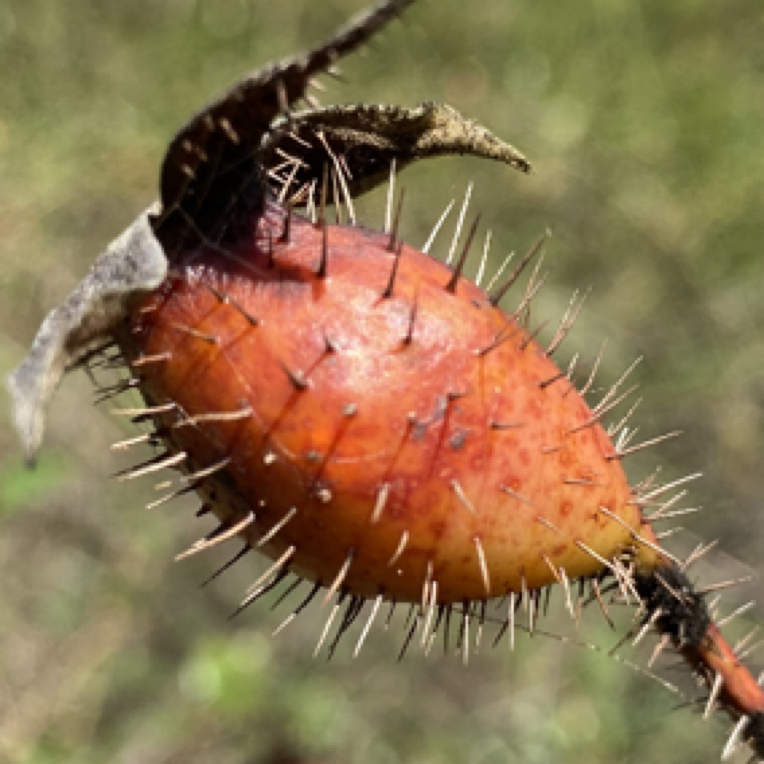 包邮金樱子山梨子野外生长整果去籽成熟红果无添加