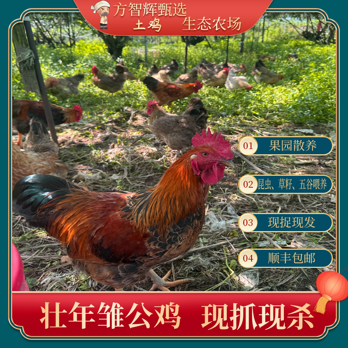 方先生甄选枣园散养土鸡，雏公鸡，野外放养，原生态喂养。