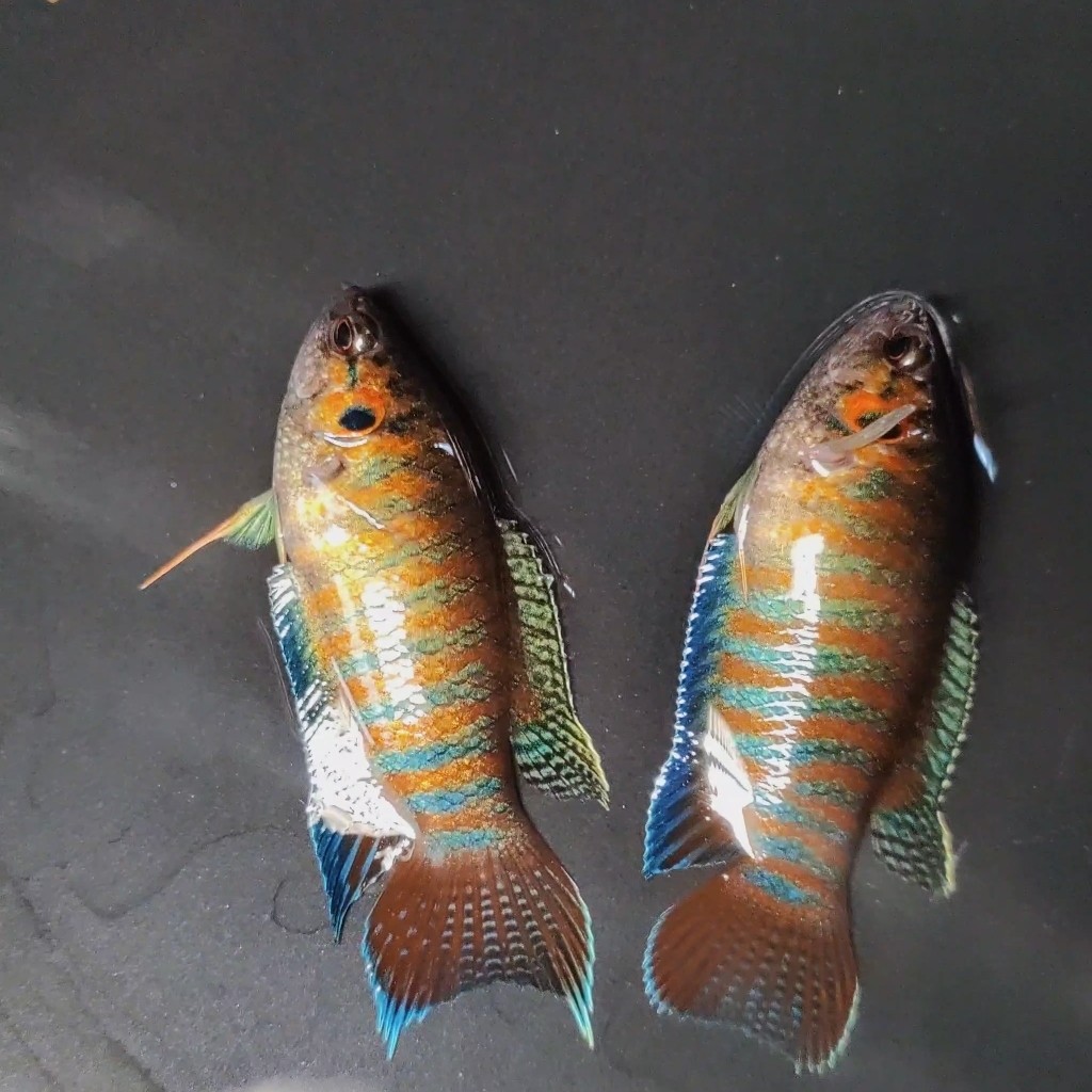 中国斗鱼蓝叉普叉人工改良蓝色小型淡水活体观赏鱼耐养不打氧