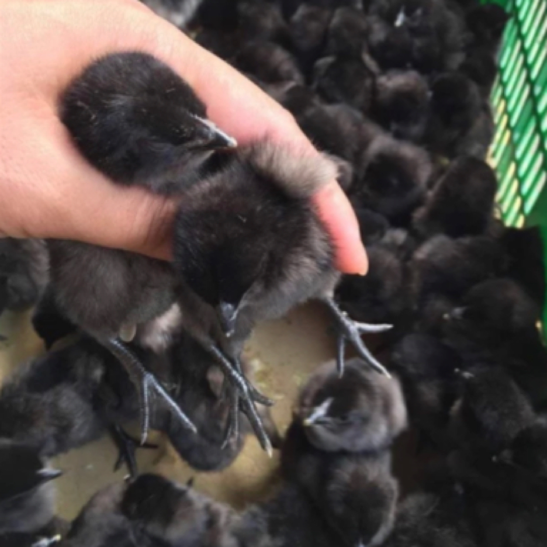 五黑鸡宠物鸡包邮送5个路损