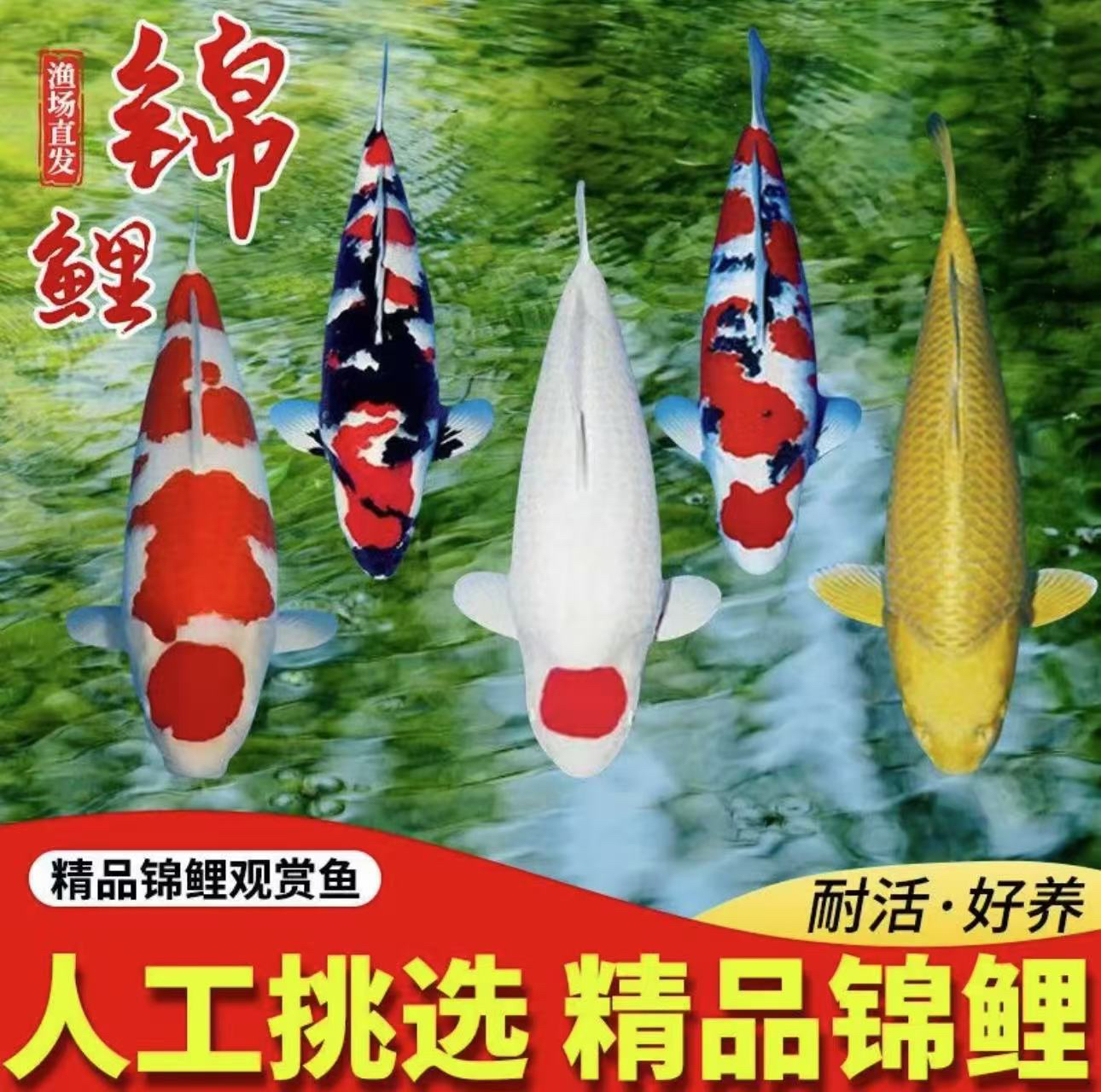 纯种锦鲤观赏鱼冷水耐活适合庭院鱼池养殖